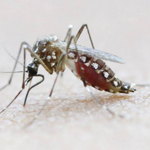 Moustique AEDES vecteur de la dengue.